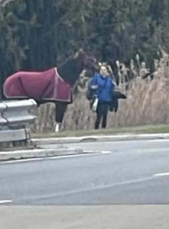 horse crash