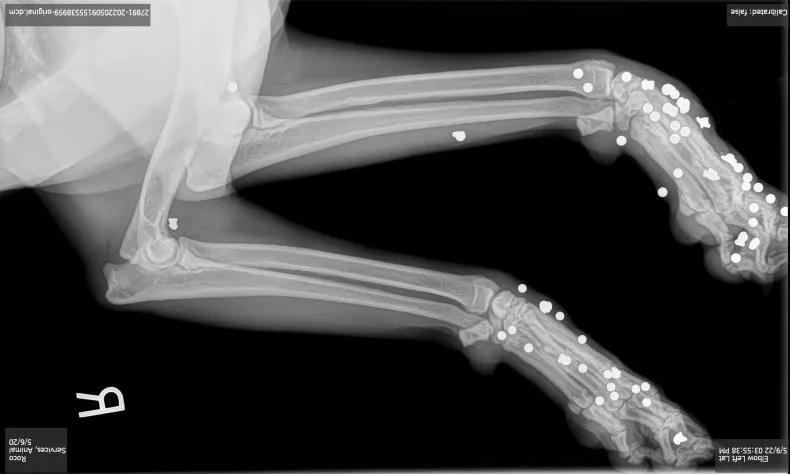 roscoes x ray images - BB gun
