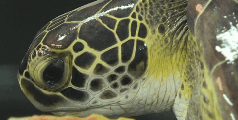 More Than 30 Endangered Sea Turtles Found With Stab Wounds To Their Necks On Island